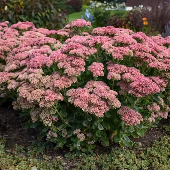 5 Perennial Organic Sedum 'Autumn Joy' Stonecrop Plants Flowers Herbs - Picture 3 of 7